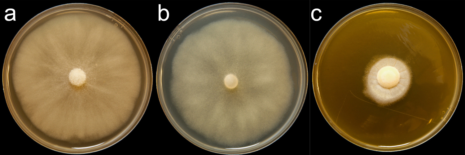   Phytophthora cocois  (CPHST BL 157) colonies of the ex-type grown for 7 days on (a) V8reg; Agar, (b) potato dextrose agar, and (c) malt extract agar; photo by Krysta Jennings and Leandra Knight, USDA-APHIS-PPQ 
