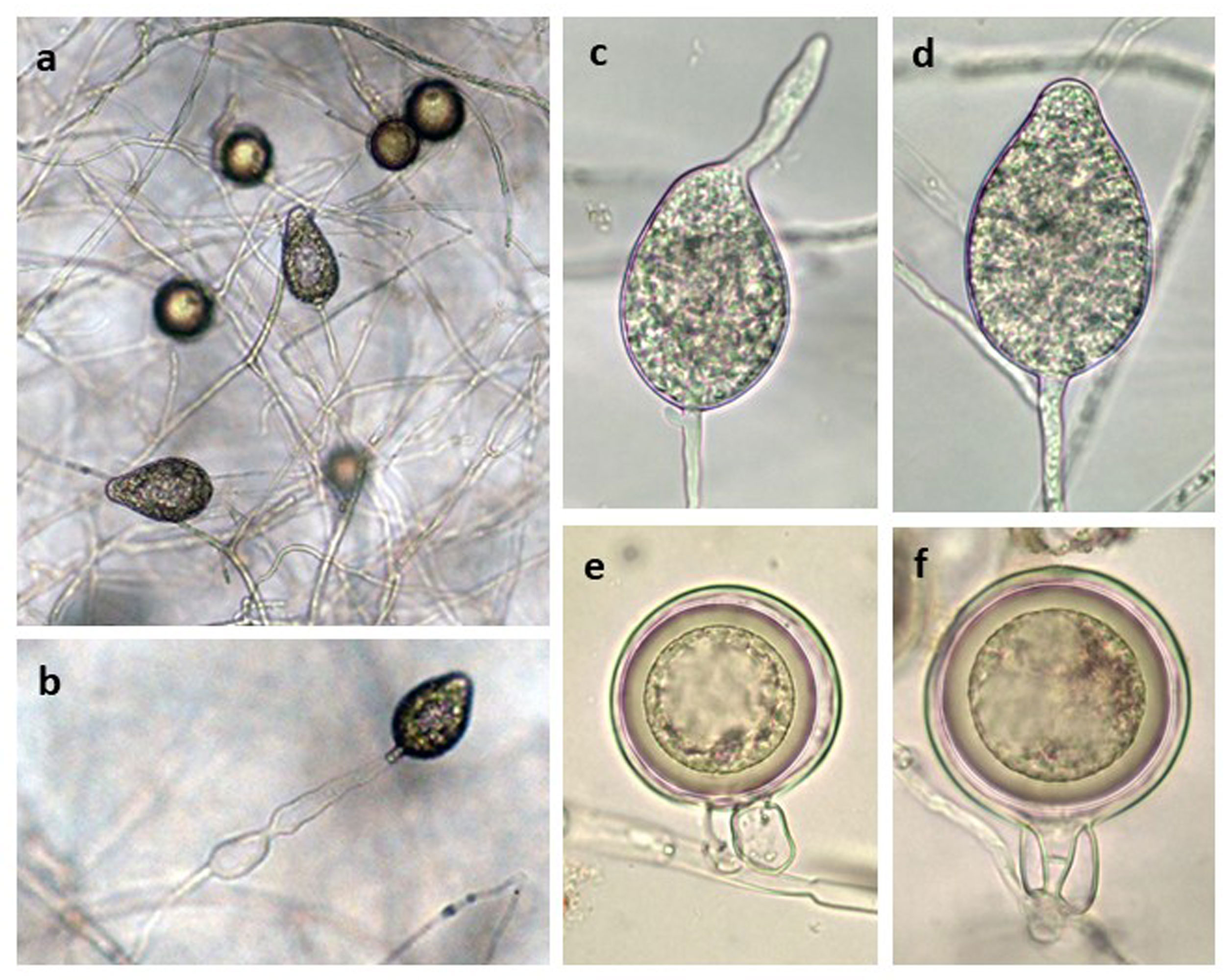   Phytophthora crassamura  (CPHST BL 150a) ex-type: asexual phase (a-d) with non-papillate persistent sporangia, (a, b) sporangia borne in unbranched sporangiophores, (c) direct germination, (d) external proliferation, (e) oogonium with aplerotic and thick-walled oospore, and paragynous antheridium, (f) oogonium with aplerotic oospore and amphigynous antheridium; photos (a, b) by Gloria Abad, USDA-APHIS-PPQ, (c-f) by Bruno Scanu, Universitagrave; degli Studi di Sassari, Italy 
