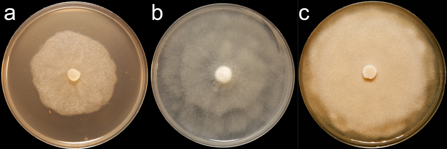   Phytophthora crassamura  (CPHST BL 150) colonies of the ex-type grown for 7 days on (a) V8reg; Agar, (b) potato dextrose agar, and (c) malt extract agar; photo by Clinton Greub, Krysta Jennings, and Leandra Knight, USDA-APHIS-PPQ 
