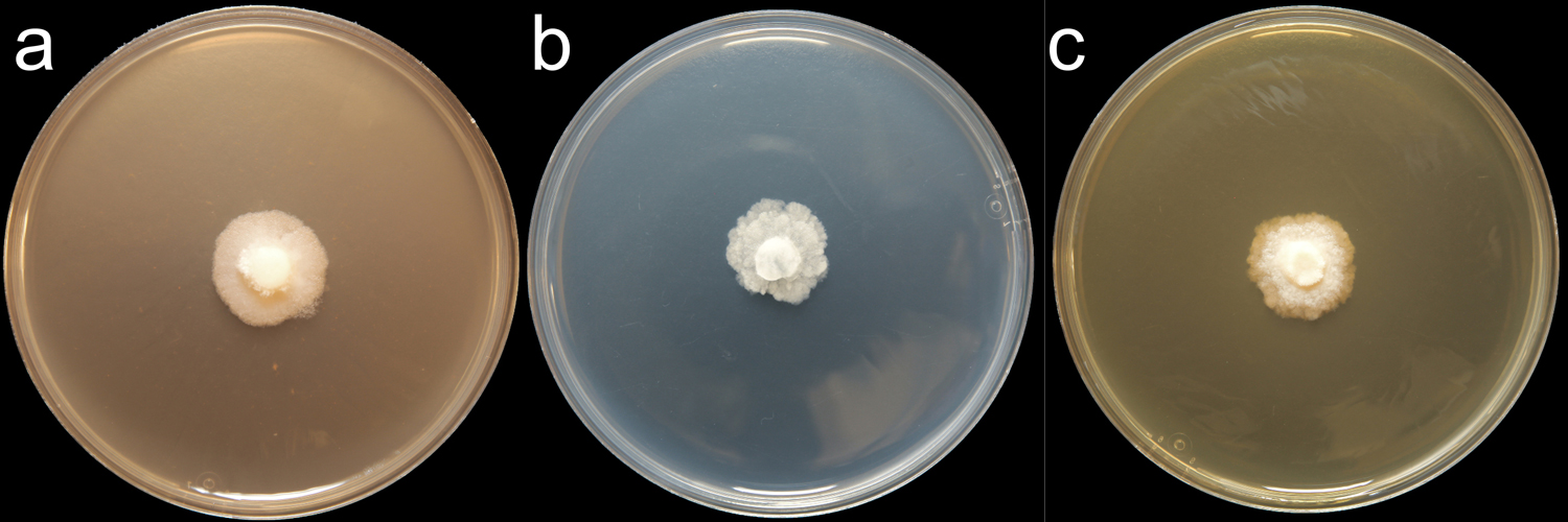   Phytophthora fallax  (CPHST BL 170) colonies of a selected specimen grown for 7 days on (a) V8reg; Agar, (b) potato dextrose agar, and (c) malt extract agar; photo by Krysta Jennings and Leandra Knight, USDA-APHIS-PPQ 
