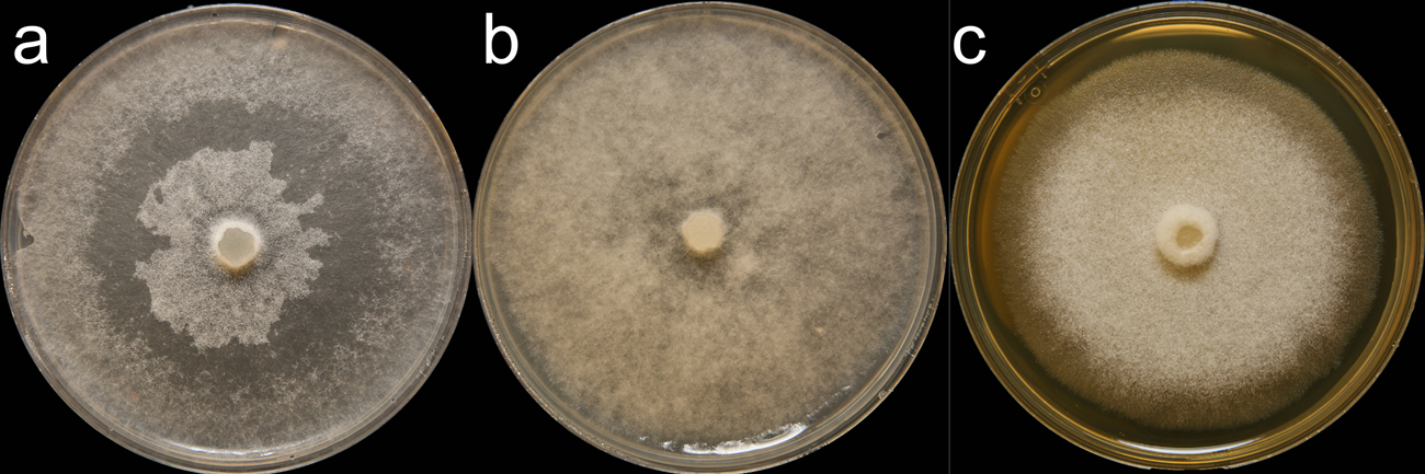   Phytophthora fragariaefolia  (CPHST BL 141) colonies of the ex-type grown for 7 days on (a) V8reg; Agar, (b) potato dextrose agar, and (c) malt extract agar; photo by Krysta Jennings and Leandra Knight, USDA-APHIS-PPQ 

