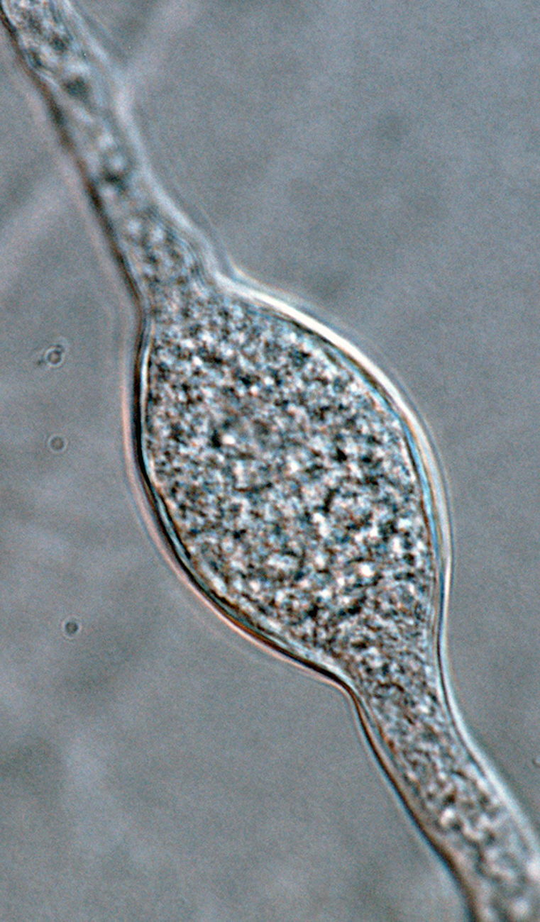   Phytophthora gallica  (CPHST BL 35) asexual phase of the ex-type producingnbsp;a hyphal swelling; photo by Gloria Abad USDA-APHIS-PPQ. 
