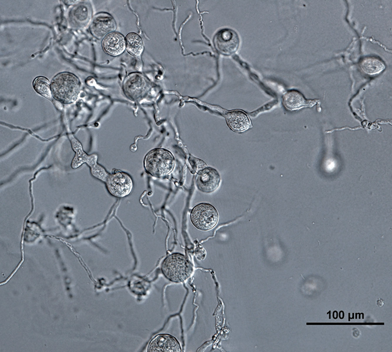 Phytophthora gallica | IDphy