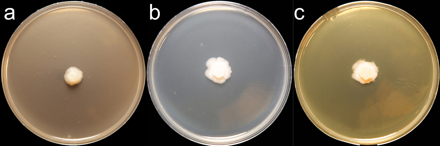   Phytophthora glovera  (CPHST BL 36) colonies of the ex-type grown for 7 days on (a) V8reg; Agar, (b) potato dextrose agar, and (c) malt extract agar; photo by Krysta Jennings and Leandra Knight, USDA-APHIS-PPQ 
