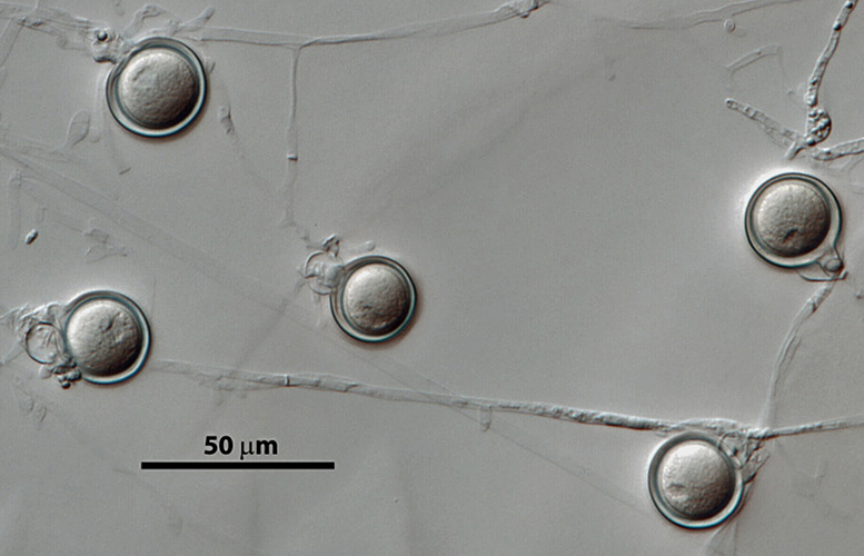   Phytophthora hedriandra  (CPHST BL 4) sexual phase of the ex-type: smooth oogonia with paragynous antheridia and aplerotic, some plerotic oospores; photos by Gloria Abad, USDA-APHIS-PPQ. 
