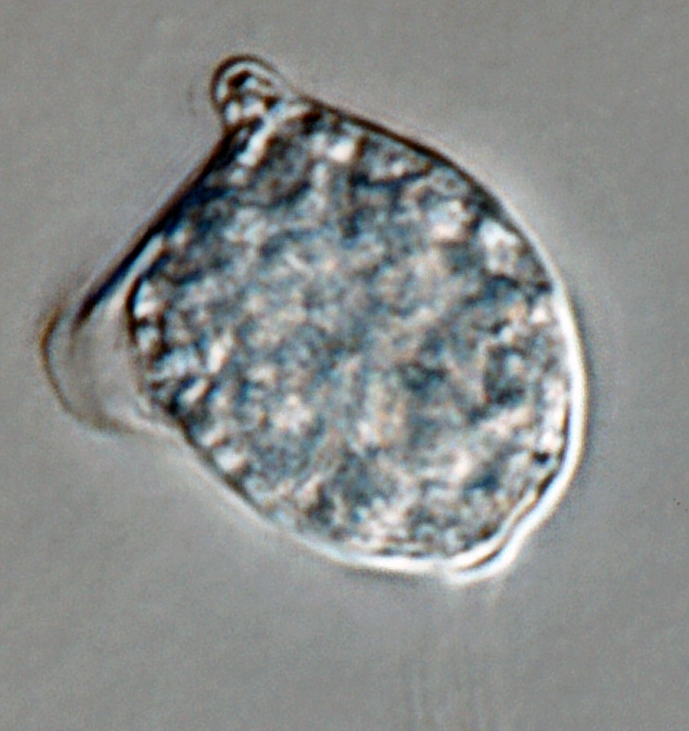   Phytophthora heveae nbsp;(P10167, selected specimen) asexual phase: bipapillate caducousnbsp;sporangium withnbsp;pedicel; photonbsp;by Gloria Abad, USDA-APHIS-PPQ. 
