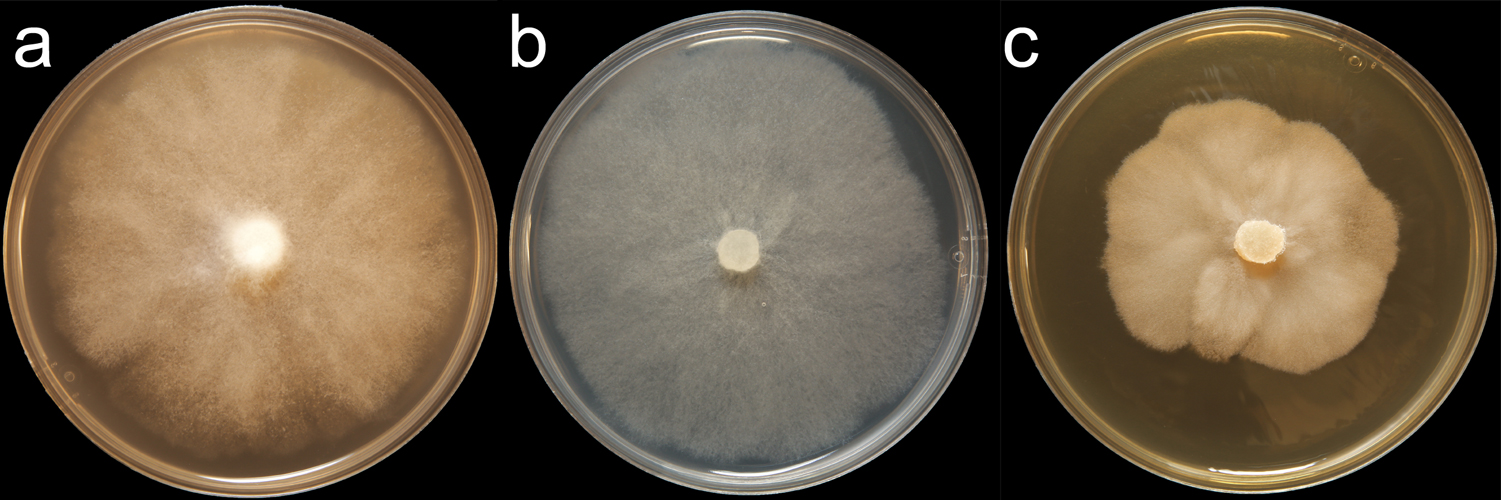   Phytophthora heveae  (CPHST BL 67) colonies of the ex-type grown for 7 days on (a) V8reg; Agar, (b) potato dextrose agar, and (c) malt extract agar; photo by Krysta Jennings and Leandra Knight, USDA-APHIS-PPQ 
