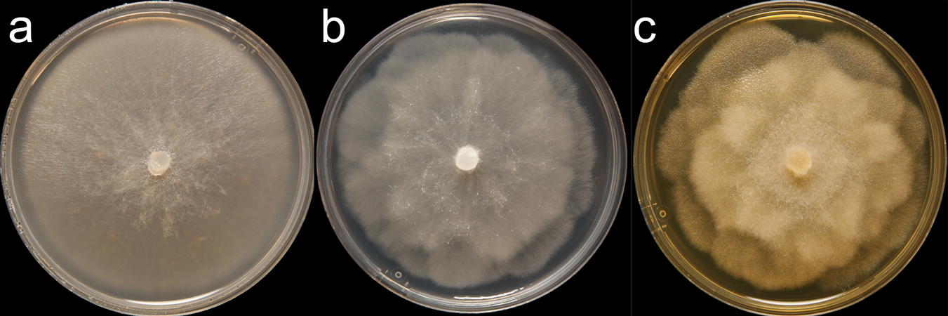   Phytophthora inundata  (CPHST BL 130) colonies of the paratype grown for 7 days on (a) V8reg; Agar, (b) potato dextrose agar, and (c) malt extract agar; photo by Krysta Jennings and Leandra Knight, USDA-APHIS-PPQ 
