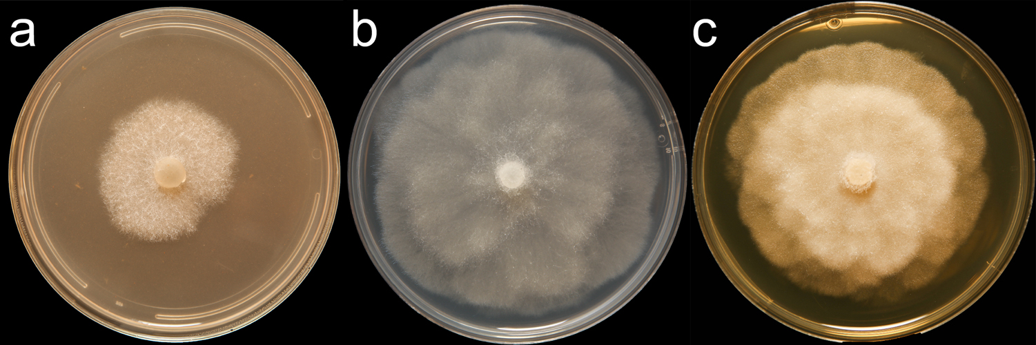   Phytophthora inundata  (CPHST BL 20) colonies of the paratype grown for 7 days on (a) V8reg; Agar, (b) potato dextrose agar, and (c) malt extract agar; photo by Krysta Jennings and Leandra Knight, USDA-APHIS-PPQ 
