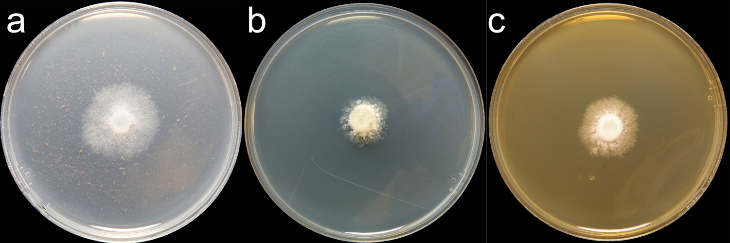   Phytophthora lilli  (CPHST BL 123) colonies of the ex-type grown for 7 days on (a) V8reg; Agar, (b) potato dextrose agar, and (c) malt extract agar; photo by Krysta Jennings and Leandra Knight, USDA-APHIS-PPQ 

