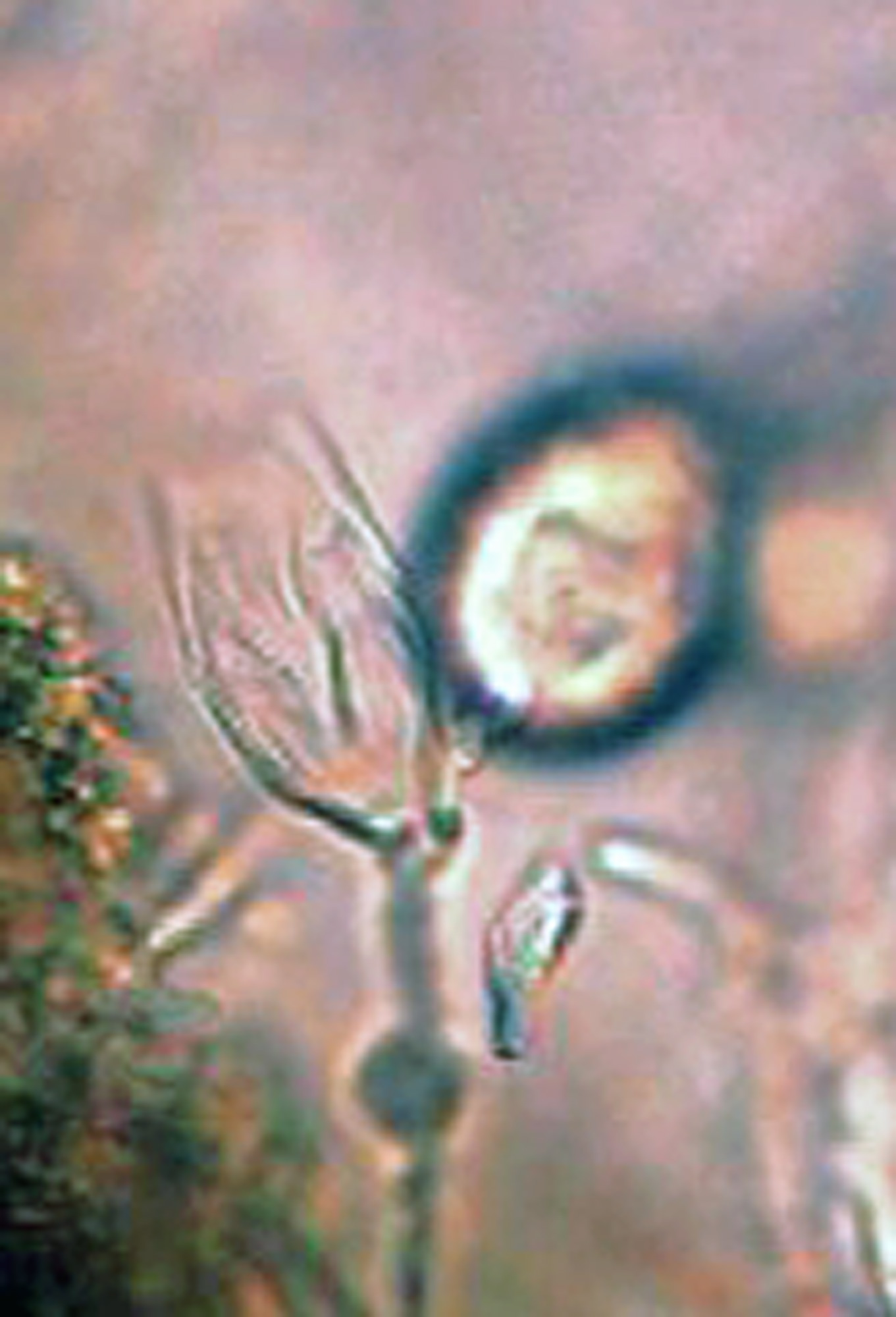   Phytophthora lilii nbsp;(ex-type CBS 135746) asexual phase:nbsp;external proliferation ofnbsp;sporangium; photos by Koji Kageyama and Mohammad Z. Rahman Gifu University, Japan. 
