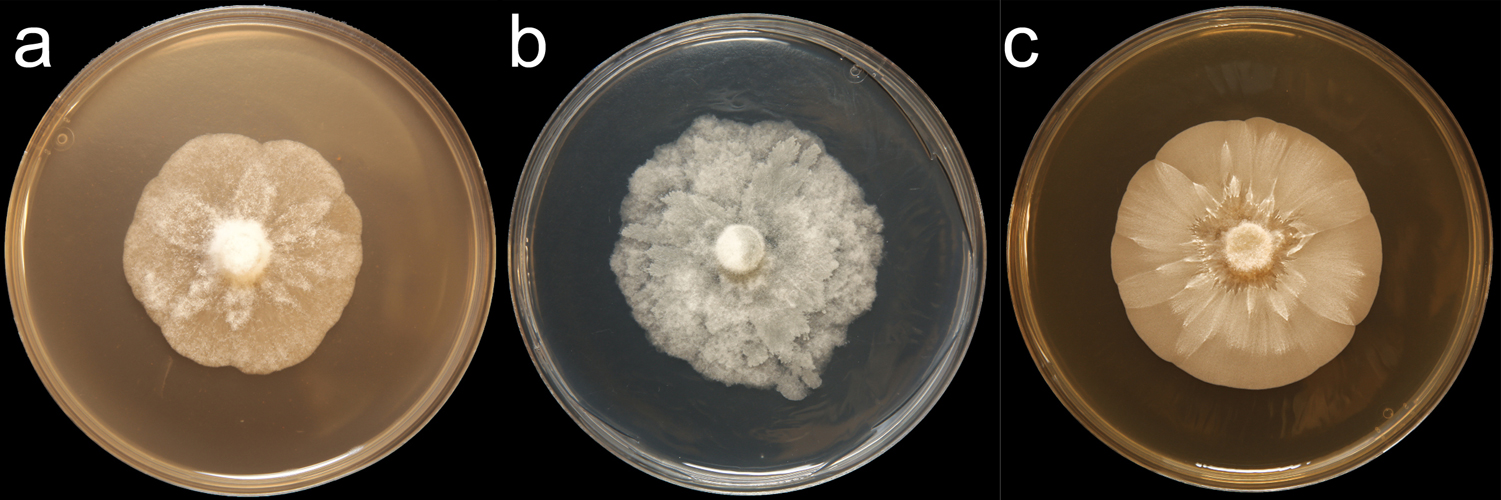   Phytophthora morindae  (CPHST BL 49G) colonies of the ex-type grown for 7 days on (a) V8reg; Agar, (b) potato dextrose agar, and (c) malt extract agar; photo by Krysta Jennings and Leandra Knight, USDA-APHIS-PPQ 
