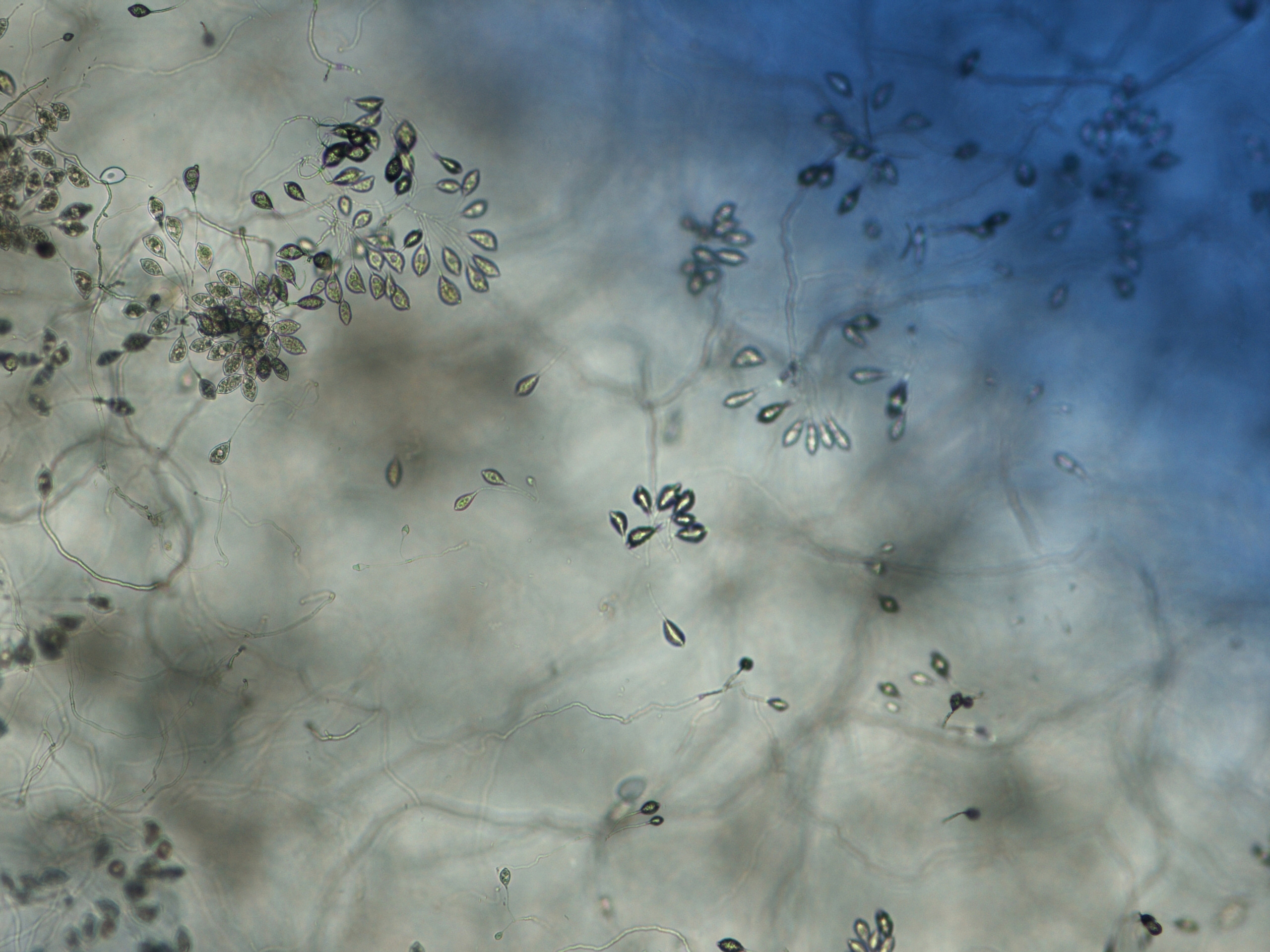   Phytophthora morindae  (CPHST BL 49G, ex-type) asexual phase: sporangia produced in umbella type sporangiophores, sporangia papillated; photo by Gloria Abad, USDA-APHIS-PPQ. 
