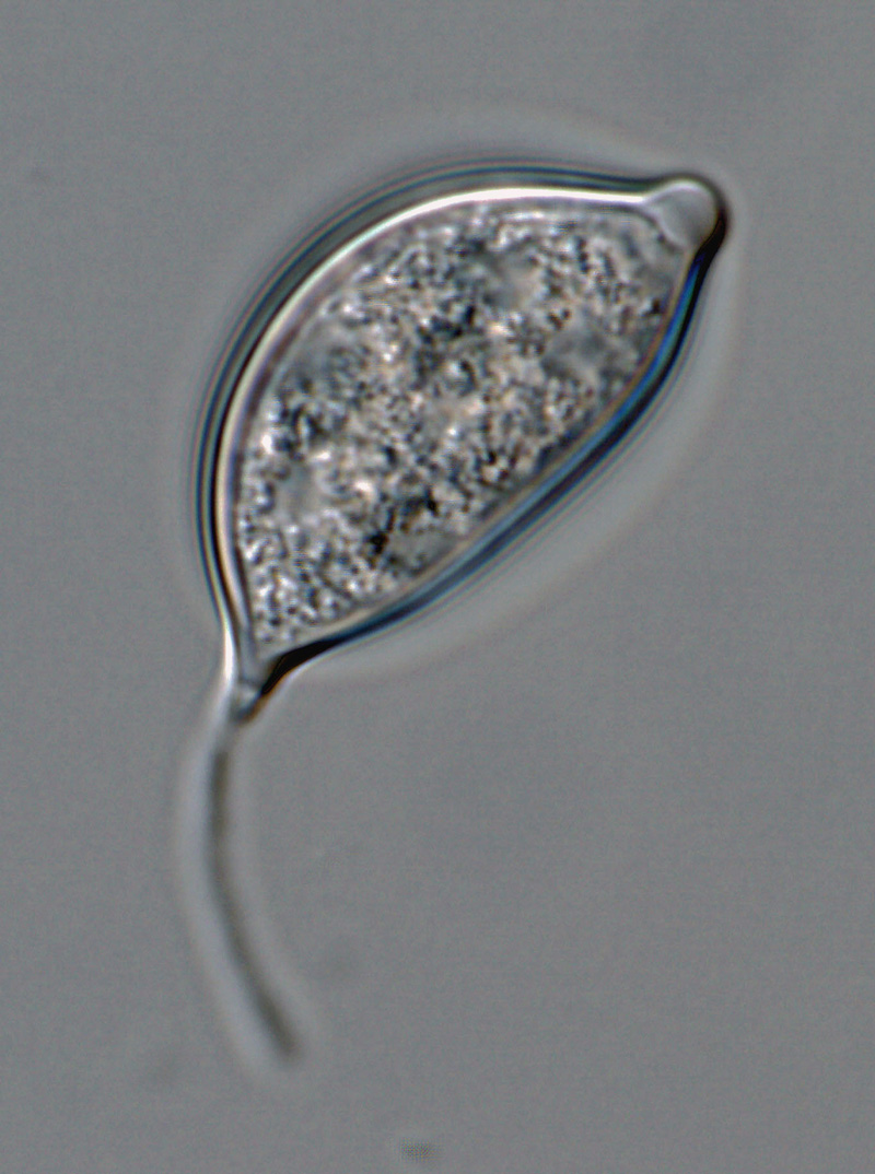   Phytophthora morindae  (CPHST BL 49G, ex-type) asexual phase: caducous papillate sporangium with medium pedicel; photo by Gloria Abad, USDA-APHIS-PPQ. 

