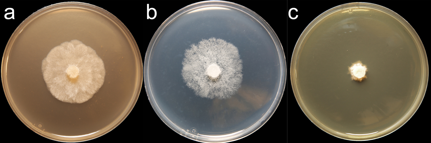   Phytophthora nemorosa  (CPHST BL 167) colonies of a selected specimen grown for 7 days on (a) V8reg; Agar, (b) potato dextrose agar, and (c) malt extract agar; photo by Krysta Jennings and Leandra Knight, USDA-APHIS-PPQ 
