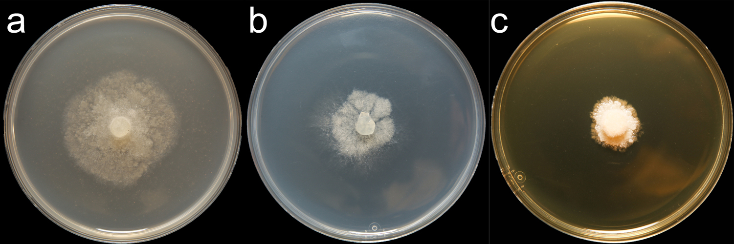   Phytophthora nicotianae  (CPHST BL 44) colonies of the selected specimen grown for 7 days on (a) V8reg; Agar, (b) potato dextrose agar, and (c) malt extract agar; photo by Clinton Greub, Krysta Jennings, and Leandra Knight, USDA-APHIS-PPQ 
