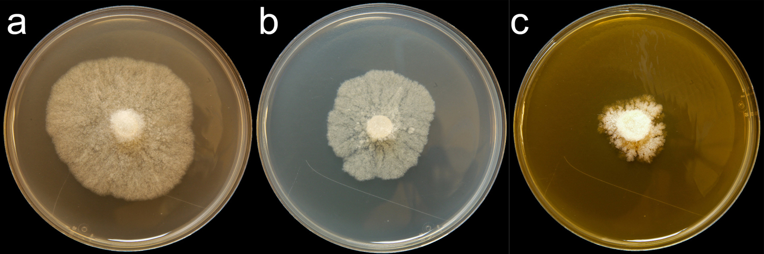   Phytophthora nicotianae  (CPHST BL 161) colonies of a selected specimen grown for 7 days on (a) V8reg; Agar, (b) potato dextrose agar, and (c) malt extract agar; photo by Krysta Jennings and Leandra Knight, USDA-APHIS-PPQ 
