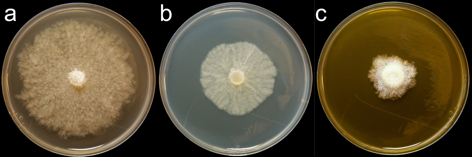   Phytophthora nicotianae  (CPHST BL 162) colonies of a selected specimen grown for 7 days on (a) V8reg; Agar, (b) potato dextrose agar, and (c) malt extract agar; photo by Krysta Jennings and Leandra Knight, USDA-APHIS-PPQ 
