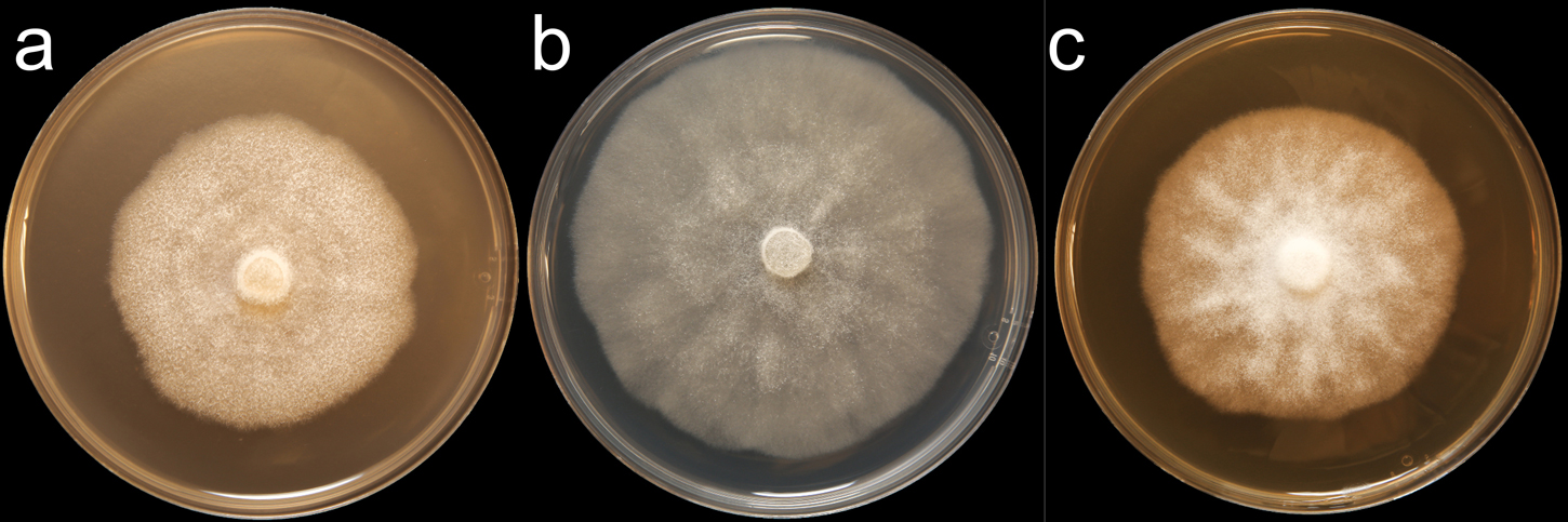   Phytophthora ornamentata  (CPHST BL 152) colonies of the ex-type grown for 7 days on (a) V8reg; Agar, (b) potato dextrose agar, and (c) malt extract agar; photo by Krysta Jennings and Leandra Knight, USDA-APHIS-PPQ 
