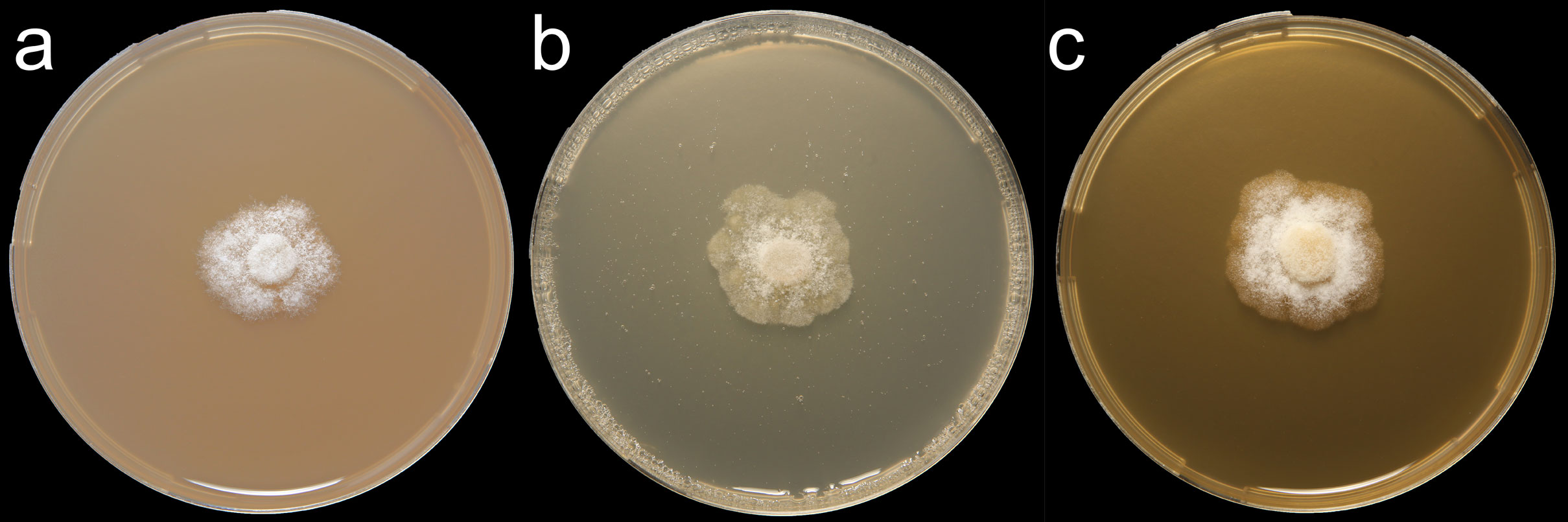   Phytophthora parvispora  colonies grown for 7 days on (a) V8reg; Agar, (b) potato dextrose agar, and (c) malt extract agar; photo by Krysta Jennings and Leandra Knight, USDA-APHIS-PPQ 
