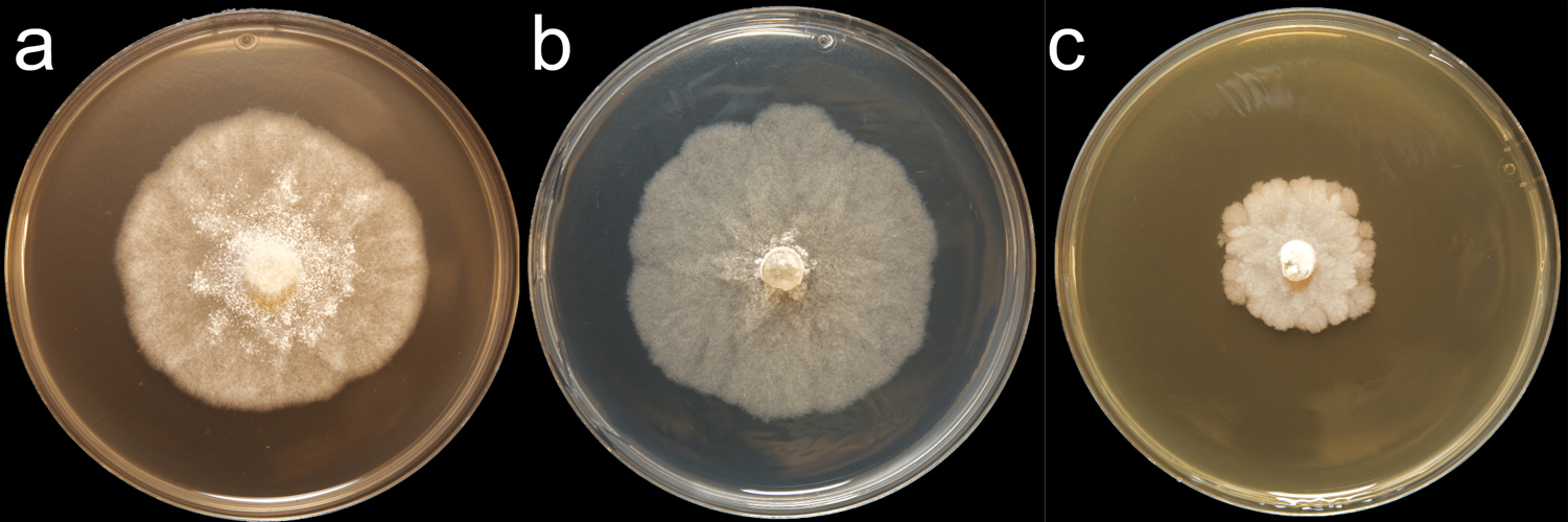   Phytophthora quercetorum  (CPHST BL 52G) colonies of the ex-type grown for 7 days on (a) V8reg; Agar, (b) potato dextrose agar, and (c) malt extract agar; photo by Krysta Jennings and Leandra Knight, USDA-APHIS-PPQ 
