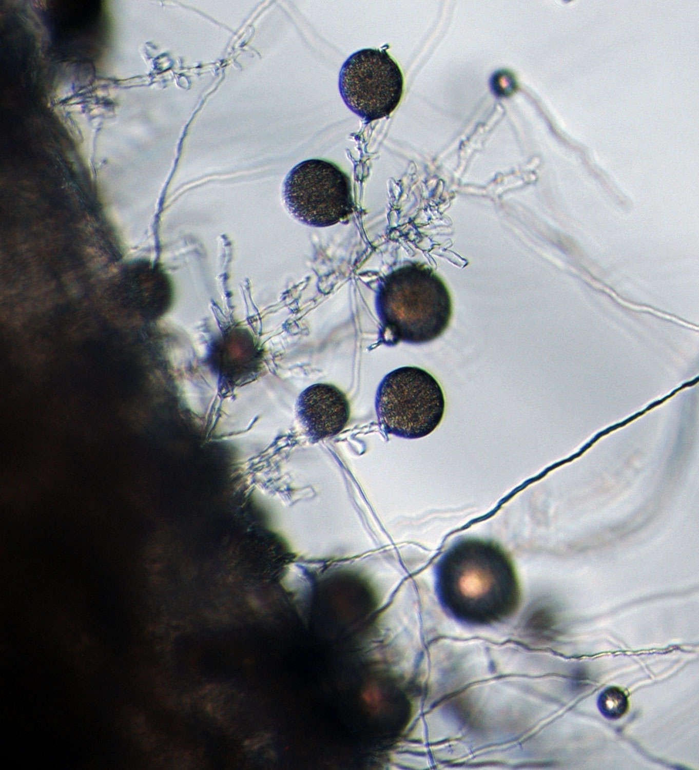   Phytophthora ramorum nbsp;(ex-type CPHST BL 55G) asexual phase:nbsp;chlamydospores; photonbsp;by Gloria Abad, USDA-APHIS-PPQ. 
