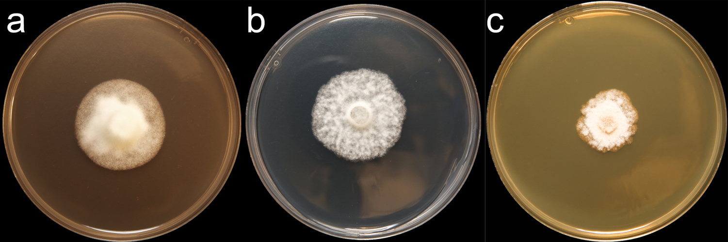   Phytophthora ramorum  (CPHST BL 55G) colonies of the ex-type grown for 7 days on (a) V8reg; Agar, (b) potato dextrose agar, and (c) malt extract agar; photo by Krysta Jennings and Leandra Knight, USDA-APHIS-PPQ 
