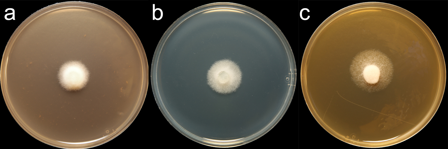   Phytophthora rubi  (CPHST BL 4) colonies of the ex-type grown for 7 days on (a) V8reg; Agar, (b) potato dextrose agar, and (c) malt extract agar; photo by Krysta Jennings and Leandra Knight, USDA-APHIS-PPQ 

