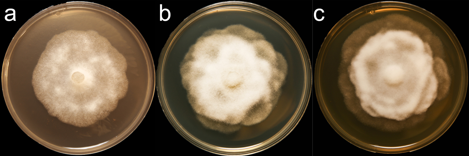   Phytophthora sansomeana  (CPHST BL 55) colonies of the ex-type grown for 7 days on (a) V8reg; Agar, (b) potato dextrose agar, and (c) malt extract agar; photo by Krysta Jennings and Leandra Knight, USDA-APHIS-PPQ 
