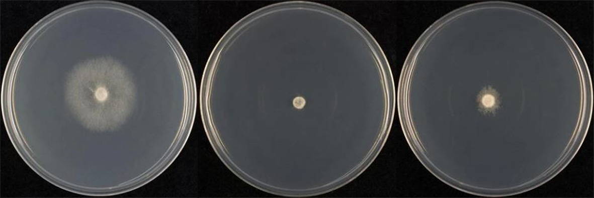  colony morphology after 7 d growth at 20ordm;C on V8A, MEA, and PDA agar (from left to right) 
