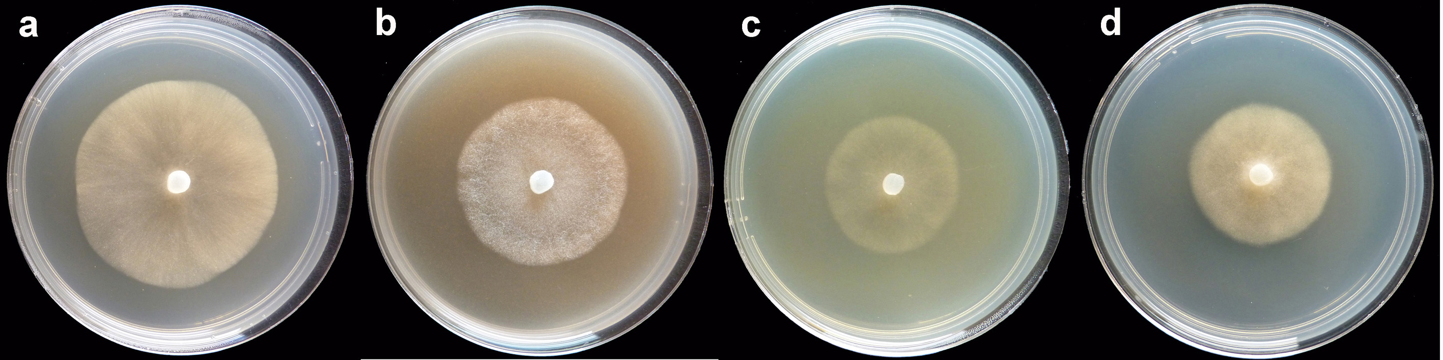   Phytophthora arenaria nbsp;colonies of the ex-type grown for 7 days at 20deg;C on (a) V8reg; agar (b) carrot agar (c) malt extract agar (d) potato-dextrose agar. 
