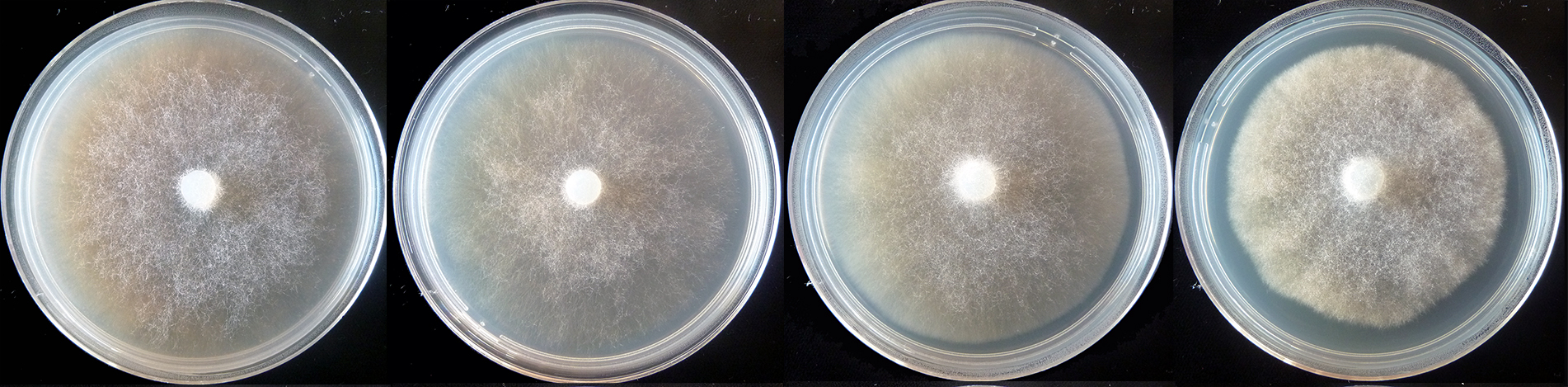  colony morphology after 5 d growth at 20ordm;C on CA, V8 agar, MEA, and PDA (from left to right) 
