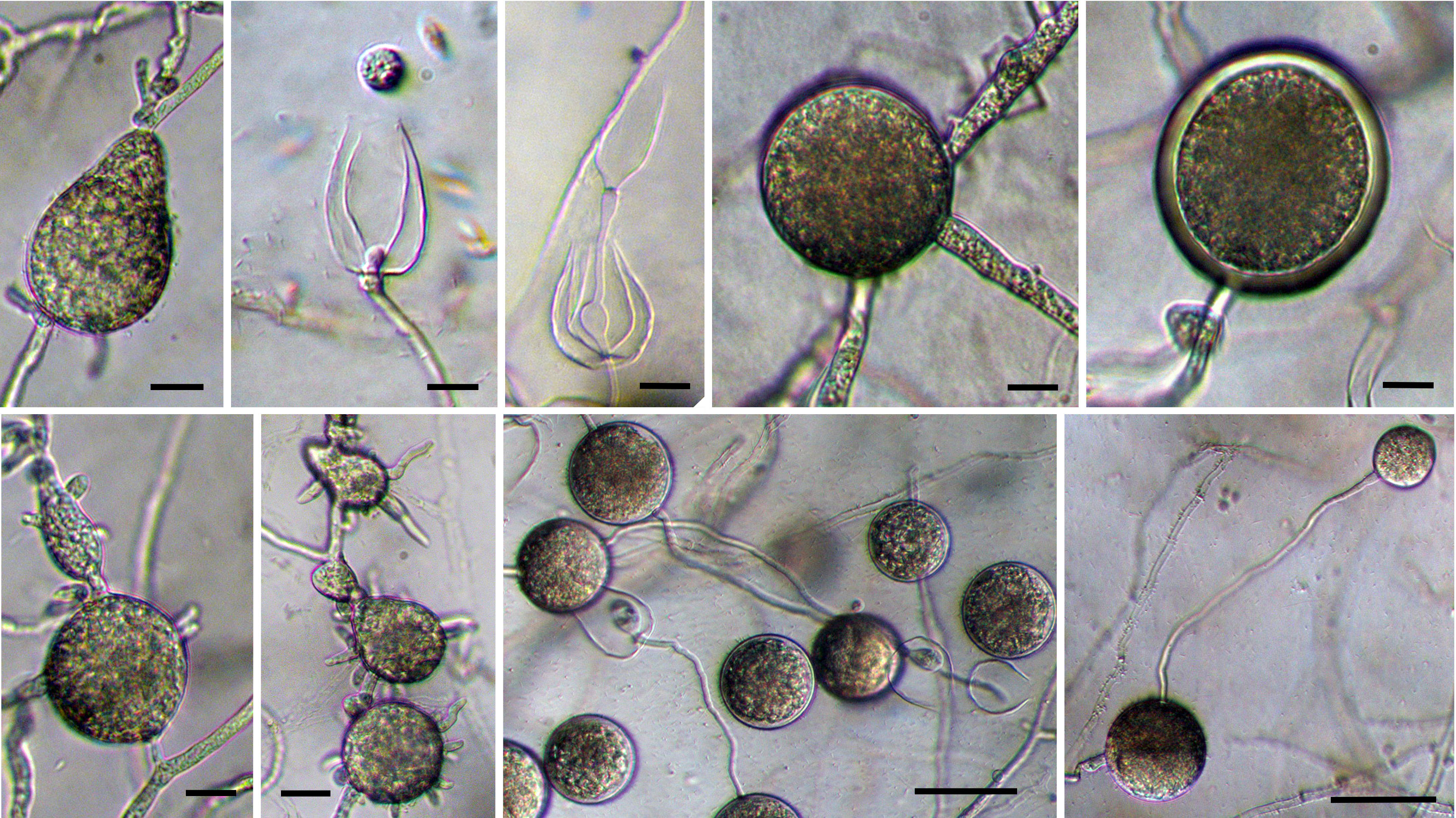 Phytophthora Docyniae | IDphy