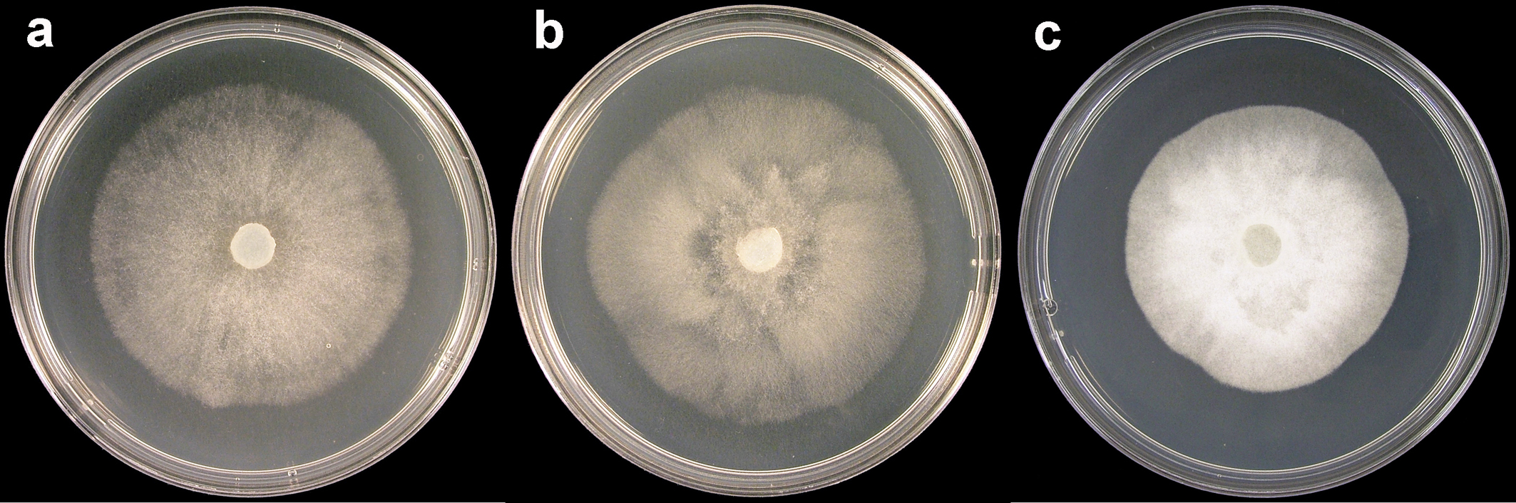  colony morphology after 7 days at 20deg;C: (a) V8reg; agar (b) malt extract agar (c) potato dextrose agar; photo by T. Burgess, Centre for Phytophthora Science and Management, Murdoch University, Australia 
