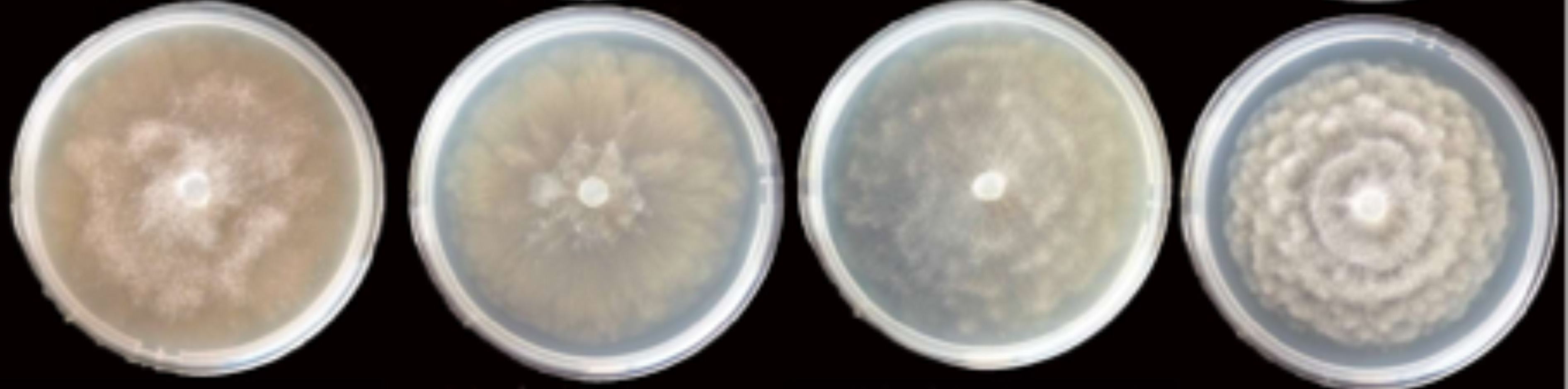  colony morphology after 5 d growth at 20ordm;C on carrot agar, V8 agar, malt extract agar, and potato-dextrose agar (from left to right) 
