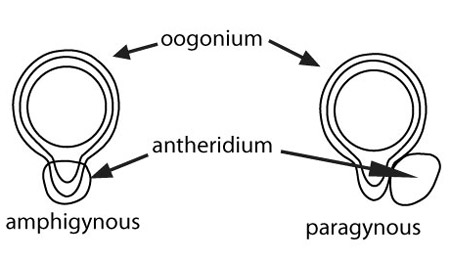 Phytophthora antheridium