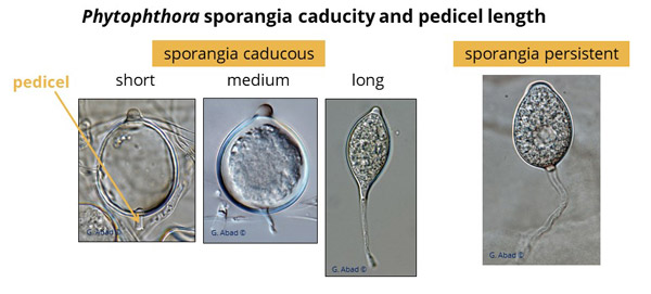 Phytophthora caducity