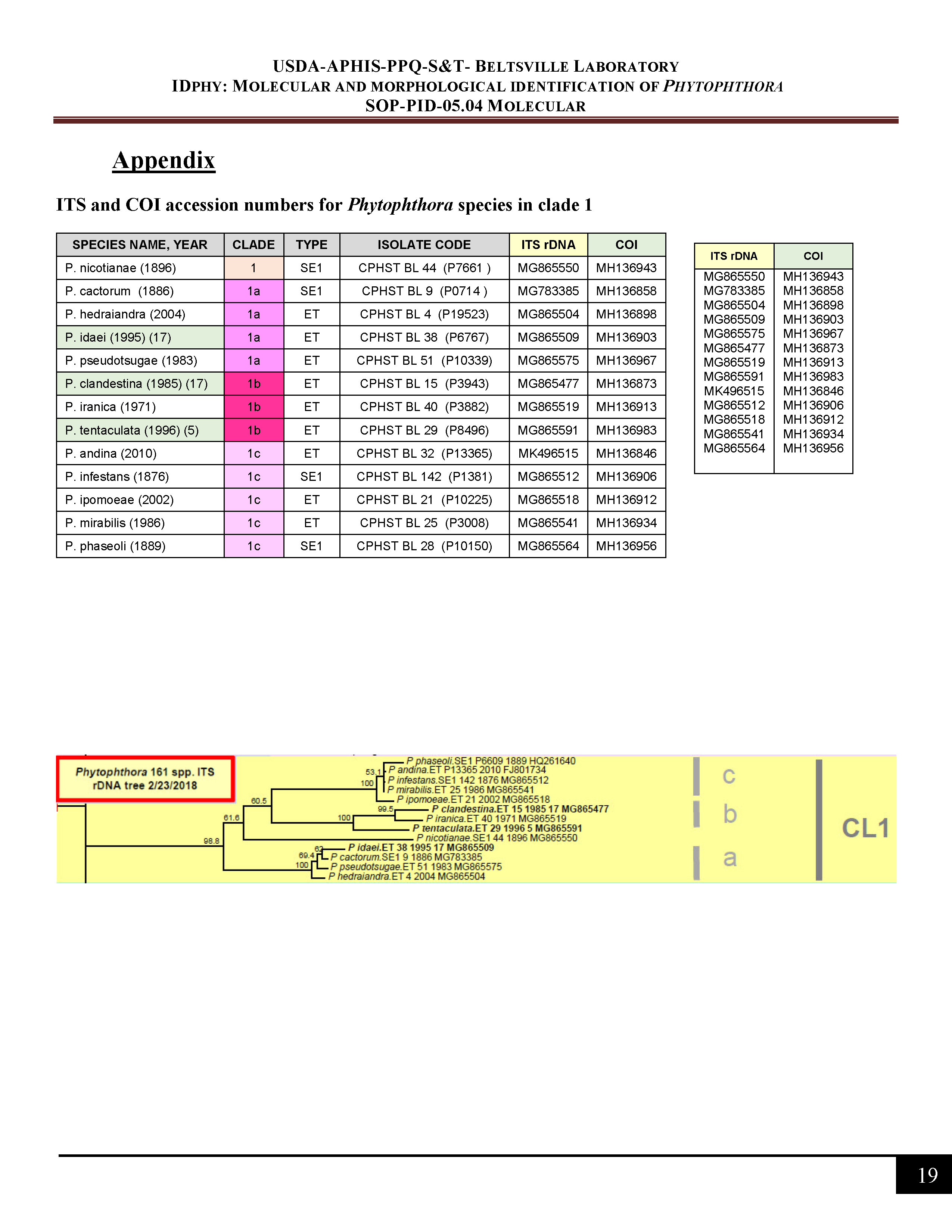ITS and COI accession numbers for <em>Phytophthora</em> species in clade 1