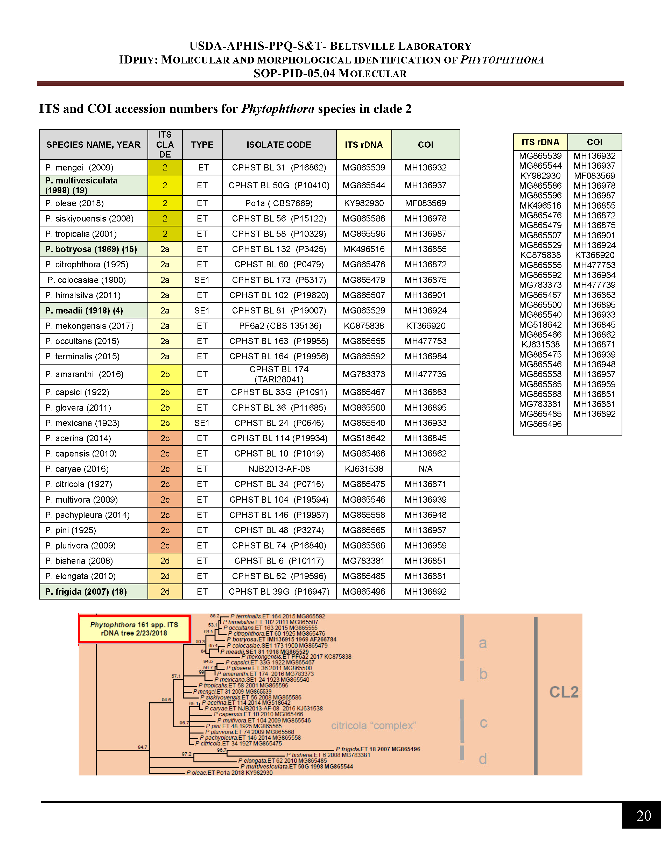ITS and COI accession numbers for <em>Phytophthora</em> species in clade 1