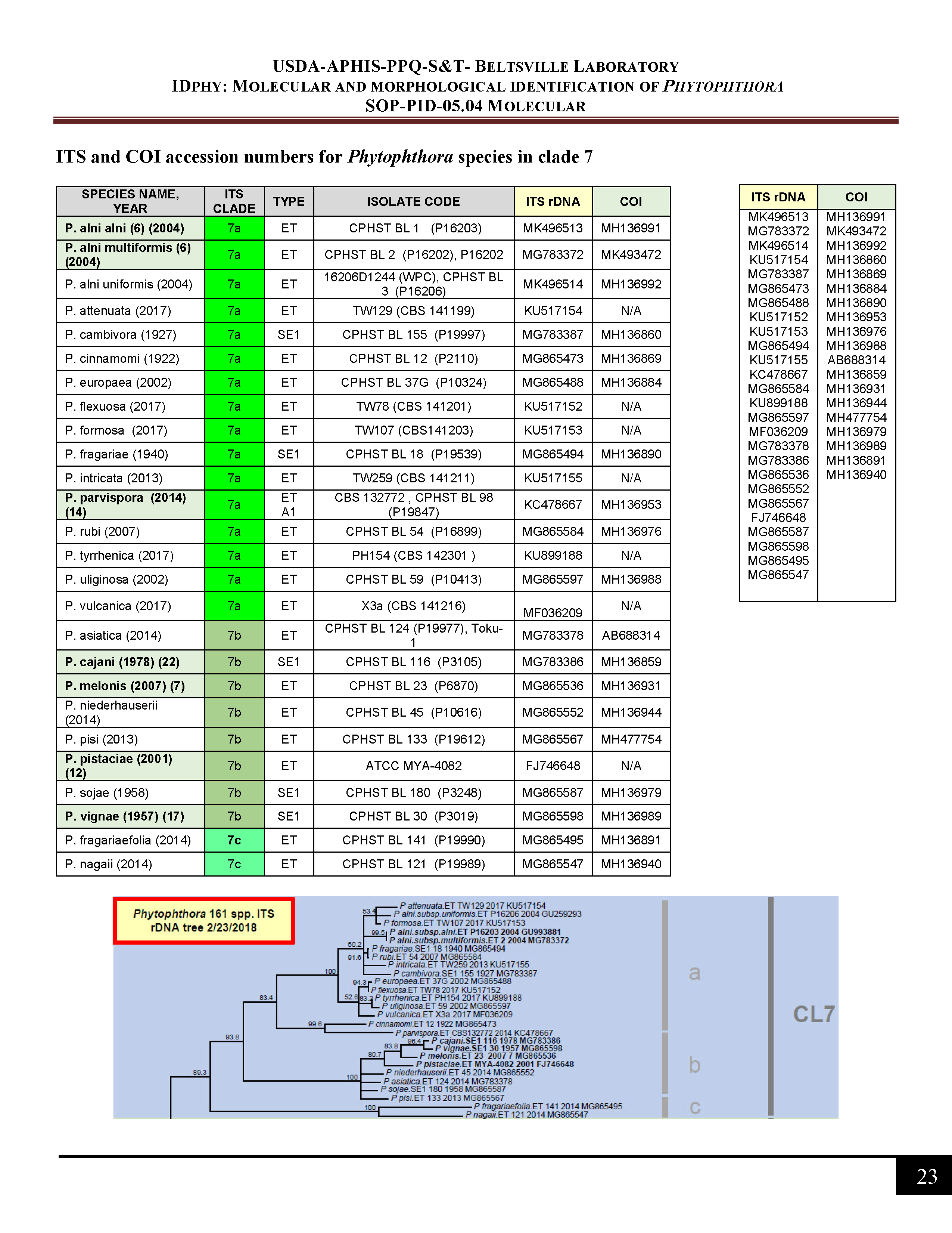 ITS and COI accession numbers for <em>Phytophthora</em> species in clade 7