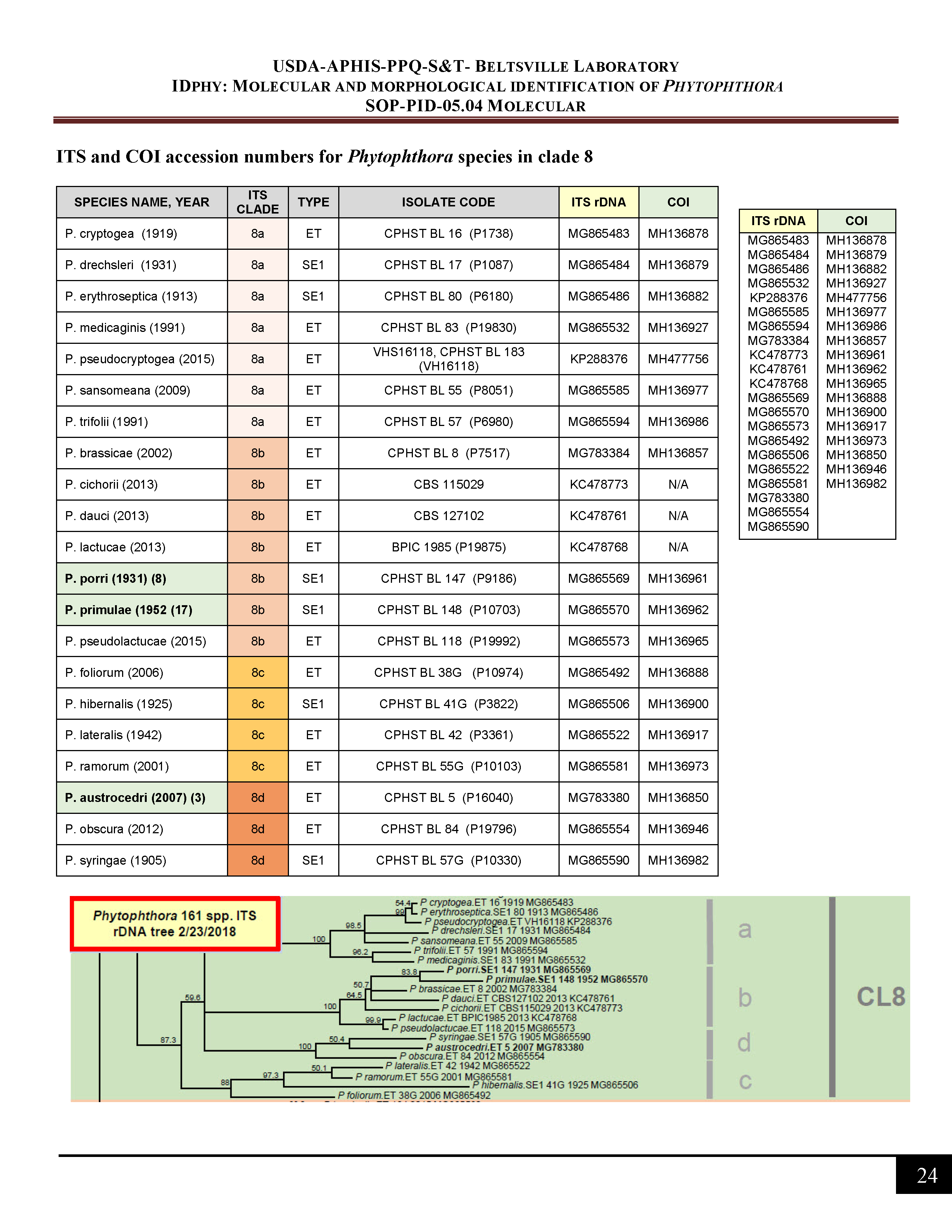 ITS and COI accession numbers for <em>Phytophthora</em> species in clade 8