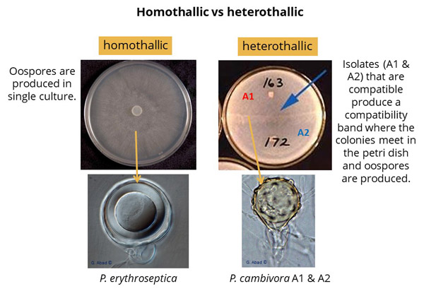 homothallic vs heterothallic