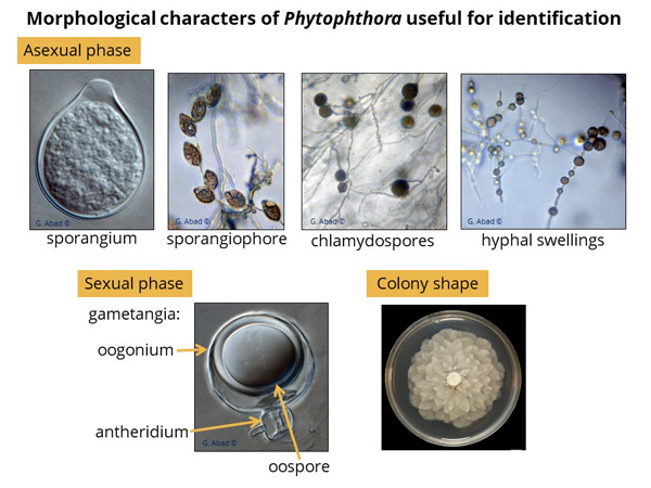 illustration of morphology identification