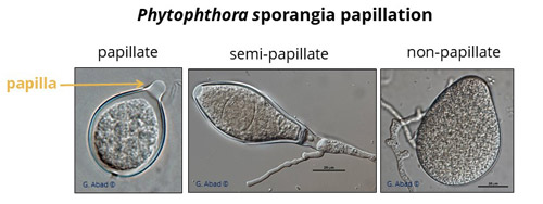 Phytophthora sporangia papillation