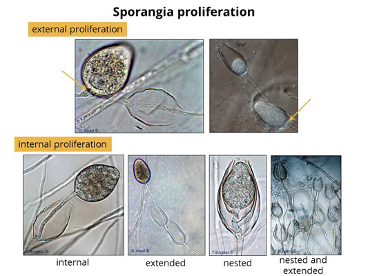 Phytophthora sporangiophore