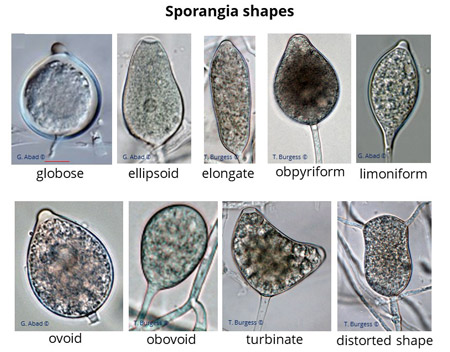 Phytophthora sporangia shapes