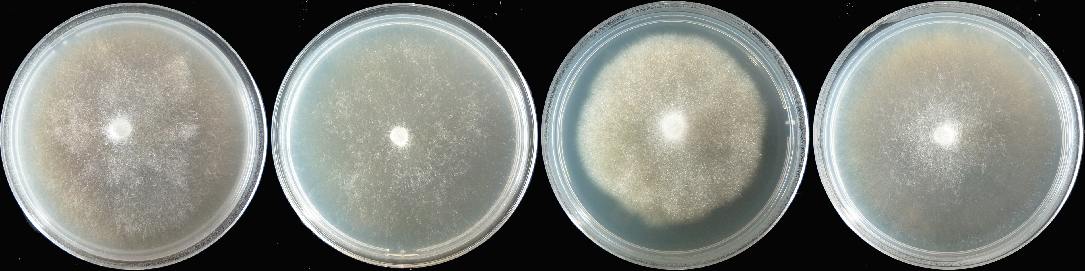  colony morphology after 5 d growth at 20ordm;C on CA, MEA, PDA, and V8A (from left to right) 
