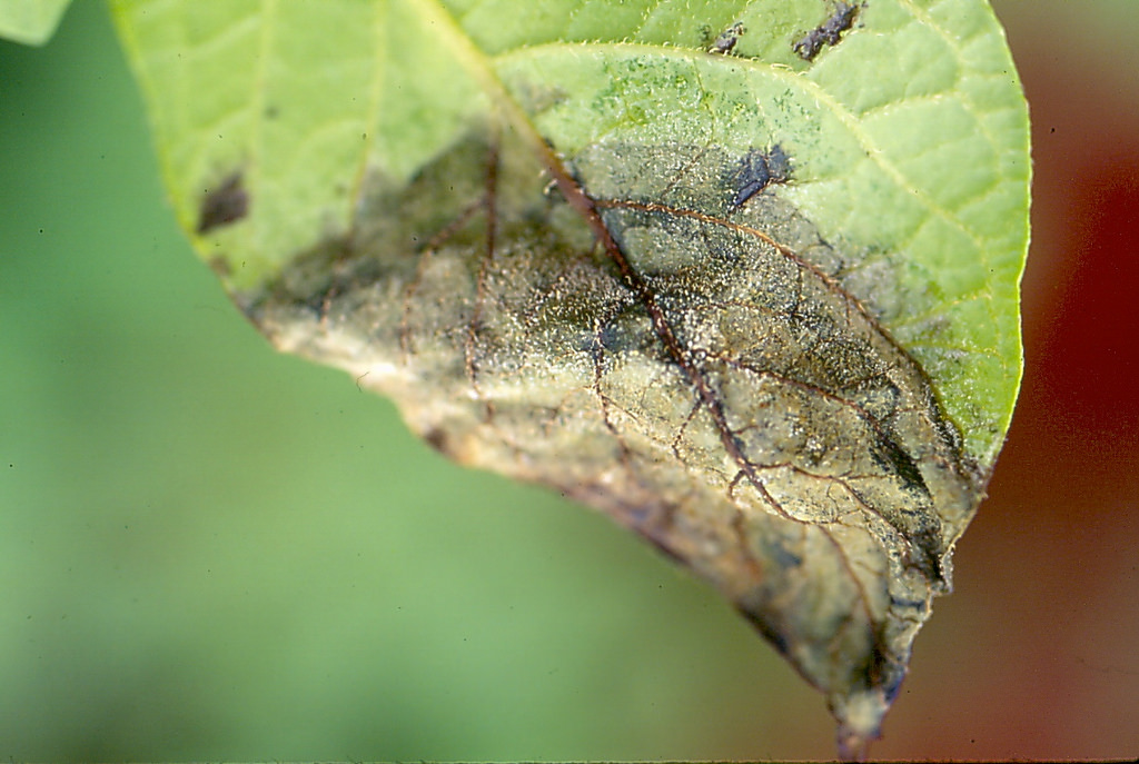  late blight of potato ( Solanum tuberosum ), caused by  Phytophthora infestans ; photo by Scot Nelson, University of Hawaii at Manoa 
