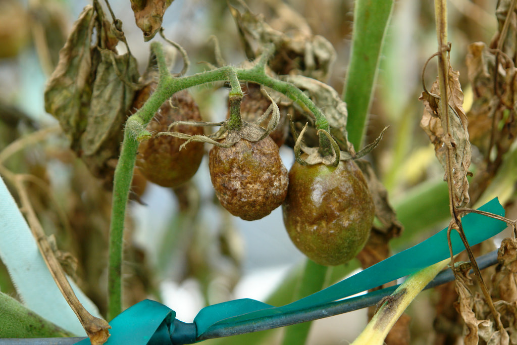  late blight fruit rot of tomato ( Lycopersicon esculentum ) in a garden near Hilo, Hawaii, caused by  Phyophthora infestans ; photo by Scot Nelson, University of Hawaii at Manoa 
