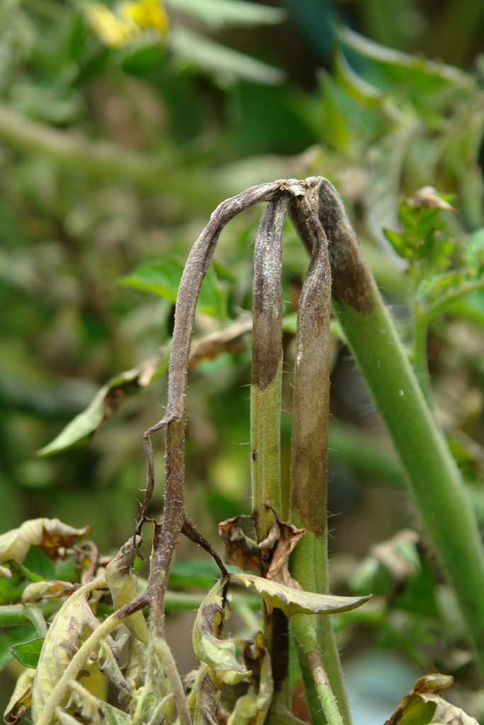  late blight stem collapse of tomato ( Lycopersicon esculentum ) in a garden near Hilo, Hawaii, caused by  Phyophthora infestans ; photo by Scot Nelson, University of Hawaii at Manoa 
